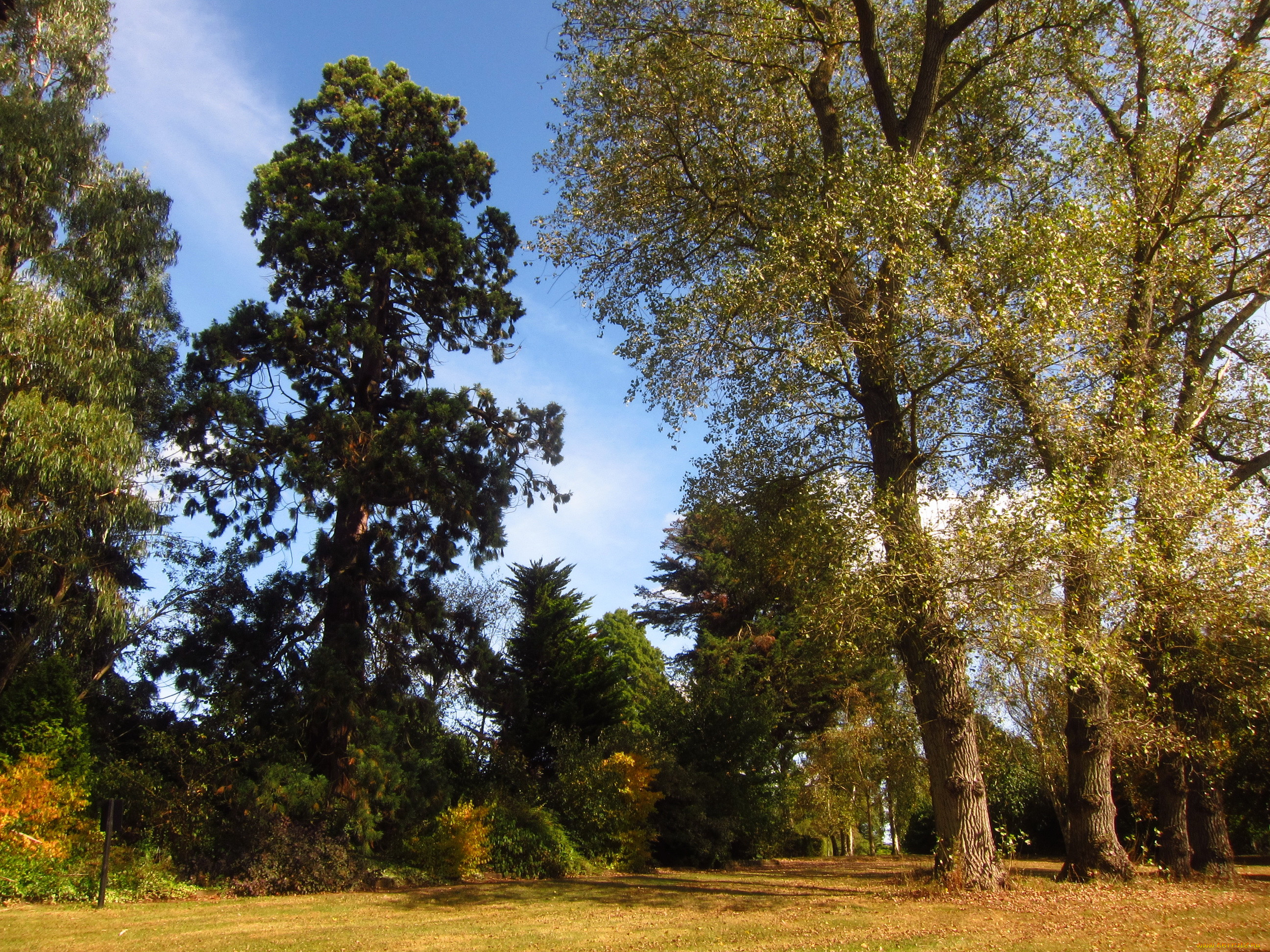 beale, arboretum, barnet, england, , , , 